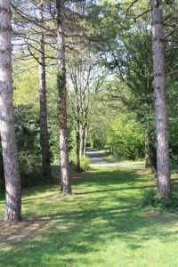 Parc de Pignerolles - les arbres -