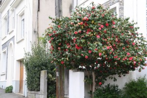 Scritto_communication_ecrite_redacteur_web_angers_nantes_